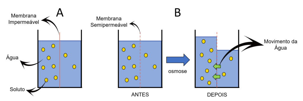 Figura ilustrando o processo de osmose. 